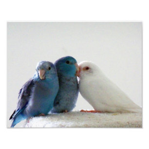 Foto de amigos do Pássaro de Parrotlet do Pacífico