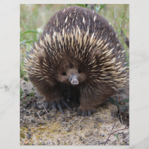 Foto de animal Echidna Cute, australiana