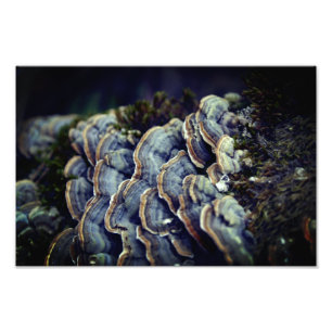 Foto de árvore de cogumelo em papel fotográfico Ko