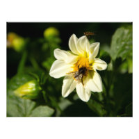 Foto de Bumblebee e dahlia branca