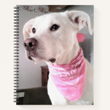 Foto de cachorro branco fofo usando cachecol rosa