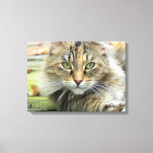 Foto de Canvas de Gato de Brown Longhaired