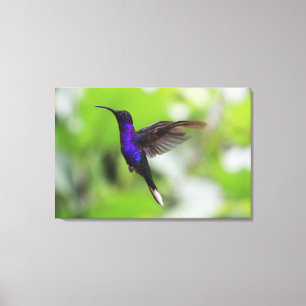 Foto de Canvas de Hummingbird Roxo Violet Sabrewin