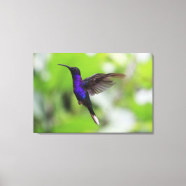 Foto de Canvas de Hummingbird violeta púrpura Sabr