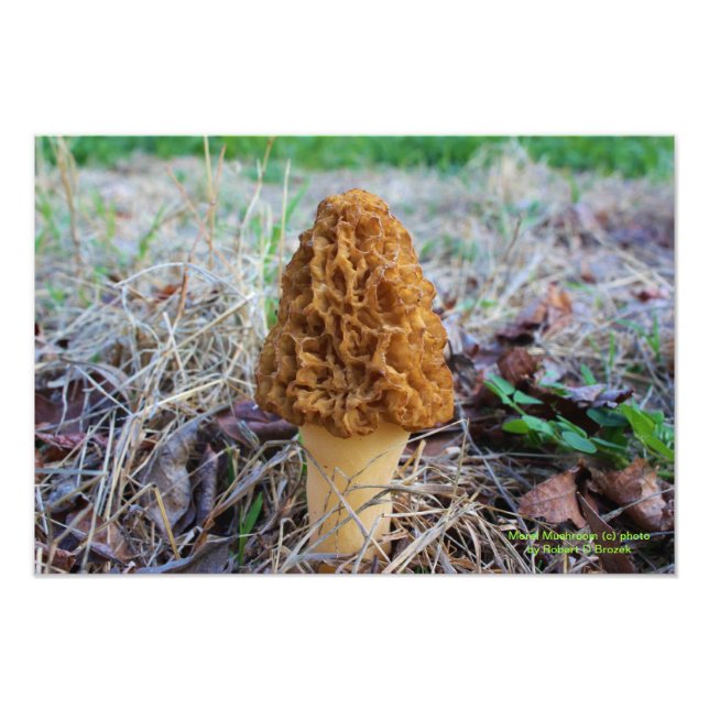 Foto de Cogumelo Morel na Primavera (Frente)