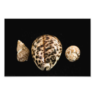 Foto de Cowrie Cones 2