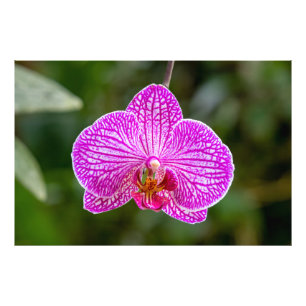 Foto de Flor de Orquídea Púrpura Rosa Quente