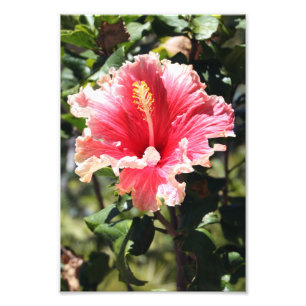 Foto de Flor Tropical Peach e Pink Hibiscus