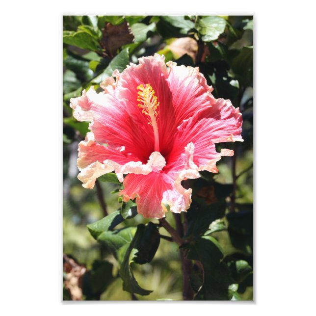 Foto de Flor Tropical Peach e Pink Hibiscus (Frente)
