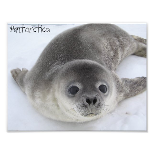 Foto de foca-bebê da Antártida (Frente)