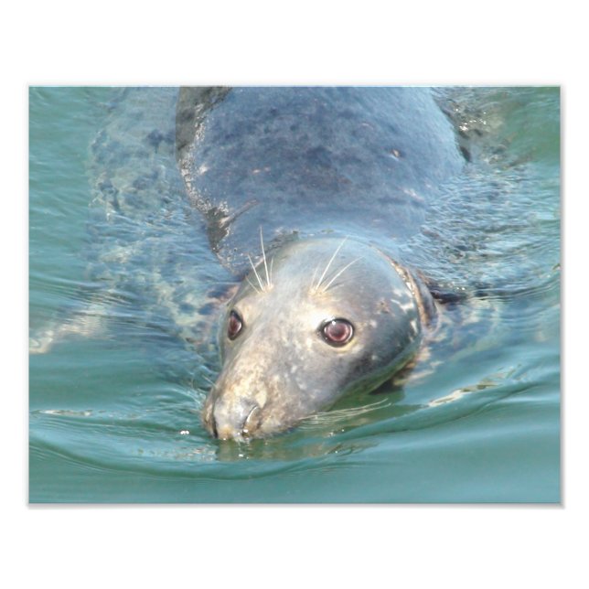 Foto de foca fofa impressa, do Pier de Chatham Cap (Frente)