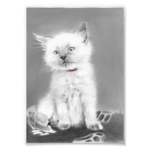 Foto de gatinho fofo