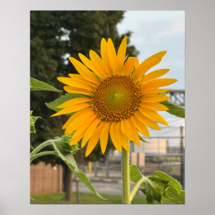 Foto de girassol Poster