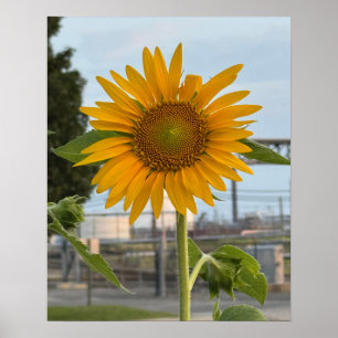 Foto de girassol Poster