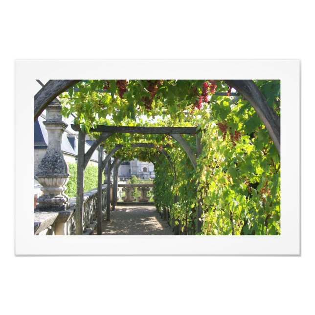 Foto de Grape Arbor no Palácio de Villandry, Franç (Frente)