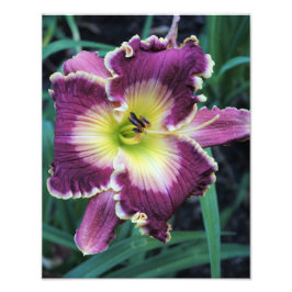 Foto de Hemerocallis 11"x14"