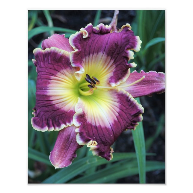 Foto de Hemerocallis 11"x14" (Frente)