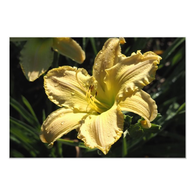 Foto de Hemerocallis 19"x13" (Frente)