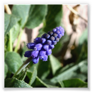 Foto de Hyacinth de Grape