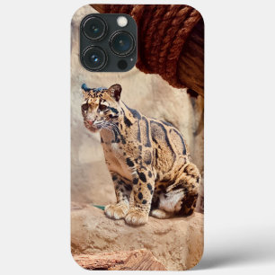 foto de leopardo nebuloso natureza vida selvagem e