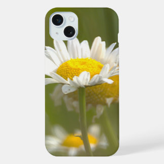 Foto de Margaridas 