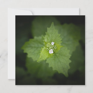 Foto de natureza floral