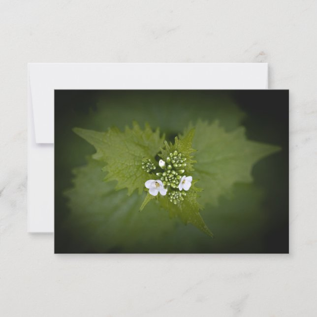 Foto de natureza floral (Frente)
