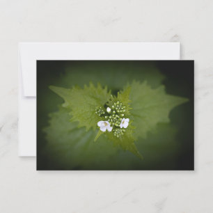 Foto de natureza floral