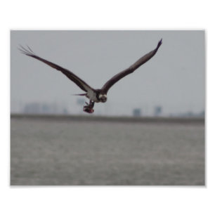 Foto de Osprey Voando