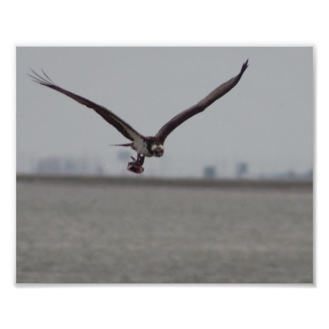 Foto de Osprey Voando (Frente)