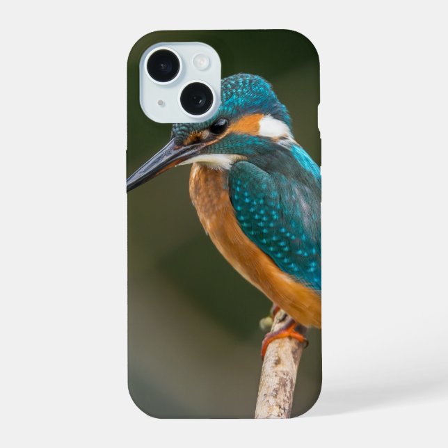 Foto de perfil do Kingfisher (Verso)