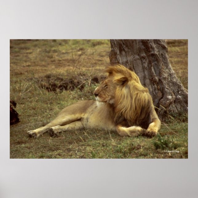 FOTO DE POSTERS E CANVASSAS DE LÍON AFRICANOS (Frente)