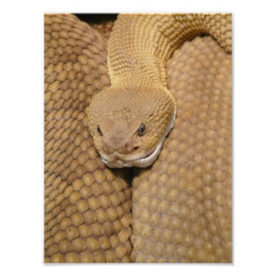 Foto de Rattlesnake assustadora
