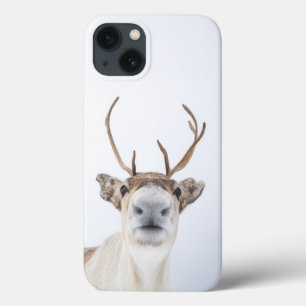 Foto de Reindeer