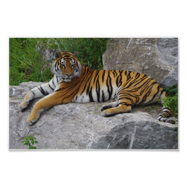 Foto de retrato de um tigre siberiano (Frente)