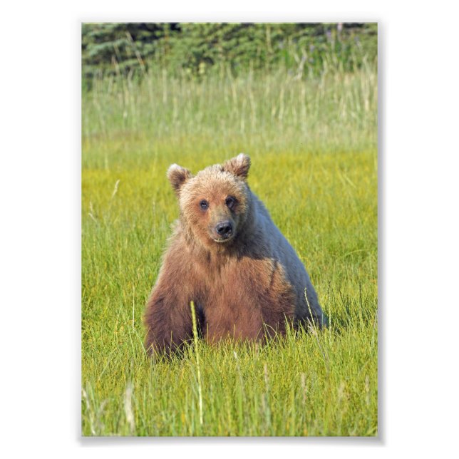 Foto de Satin 5x7 do urso pardo (Frente)