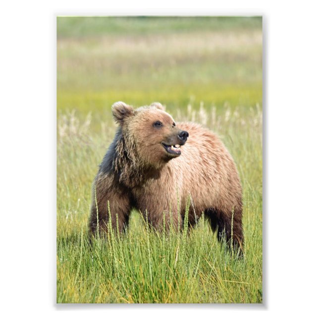 Foto de Satin 5x7 do urso pardo (Frente)