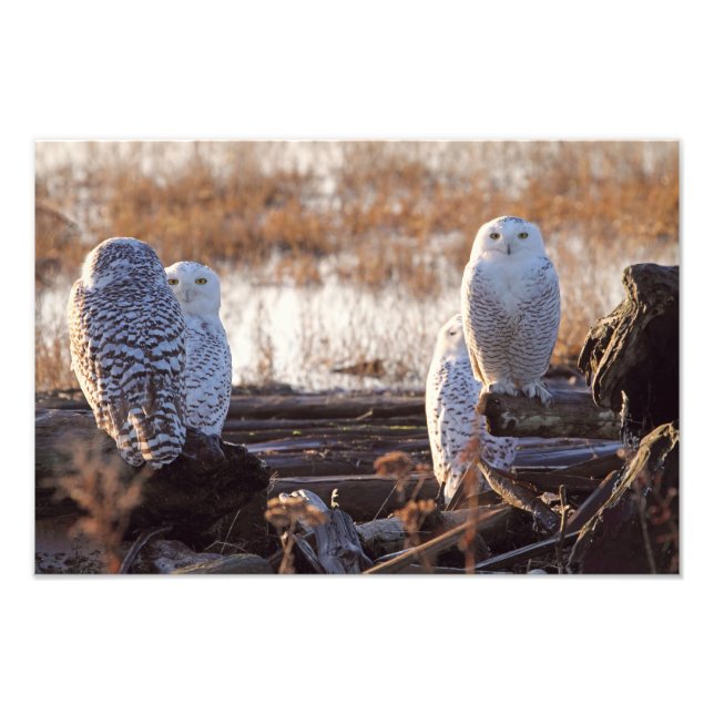 Foto de Snowy Owls (Frente)