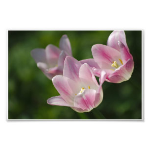 Foto de três tulipas rosa