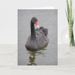 Foto de um Cisne Negro em um cartão de nota