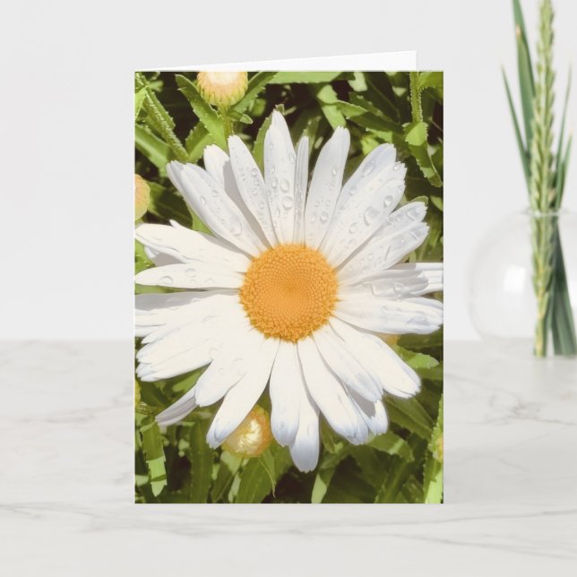 Foto de uma Flor da Nova Inglaterra Cartão de Cump (Frente)