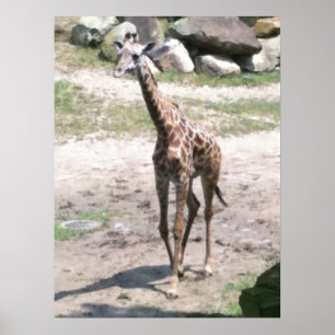 Foto de uma girafa bebê andando em posters naturai