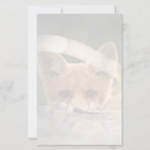 Foto de uma Raposa Laranja Bonita