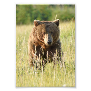 Foto de urso-pardo em cetim 5x7