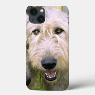 Foto de Wolfhound Irlandês