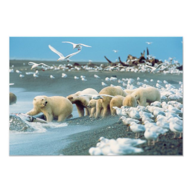Foto Declive Norte, Alasca. Ursos Polares Ursus (Frente)