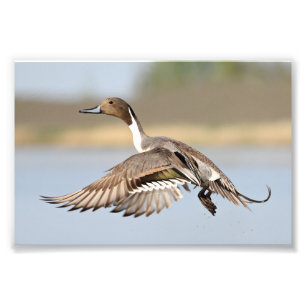 Foto Decolagem do pato do arrabio de Drake em vôo