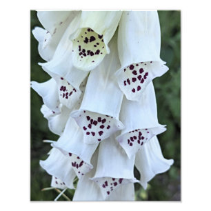 Foto Dedal-de-Rabo-de-Raposa-Branco-Com-Manchas-Rosas F