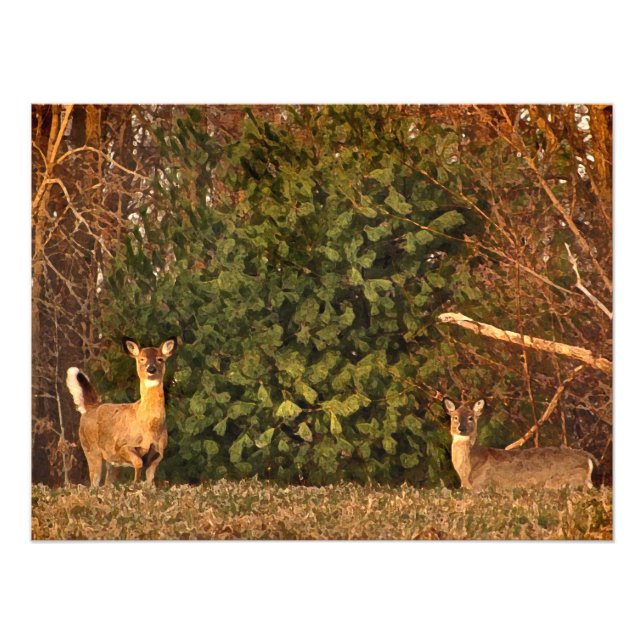 Foto Deer at Sunrise (Frente)