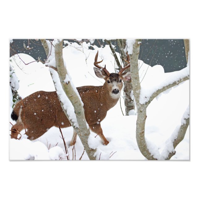 Foto Deer Buck em neve no inverno (Frente)